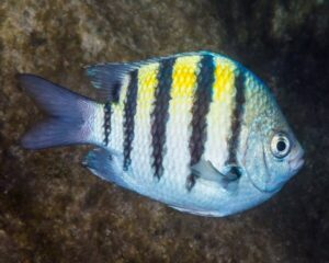 Abudef (ABUDEFDUF SAXATILIS)