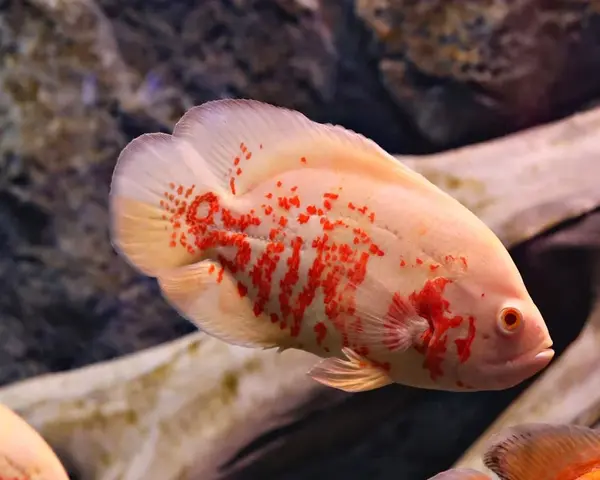 ALBINO-OSCAR-1.webp Albino Oscar