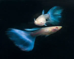 Powder Blue Guppy (Male)