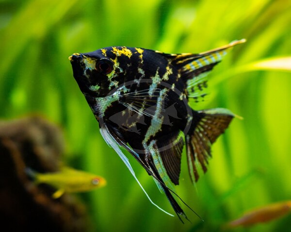 Angel Black Marble