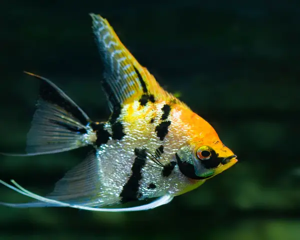 ANGEL-KOI-TRI-COLOUR-1.webp Angel Tri Colour