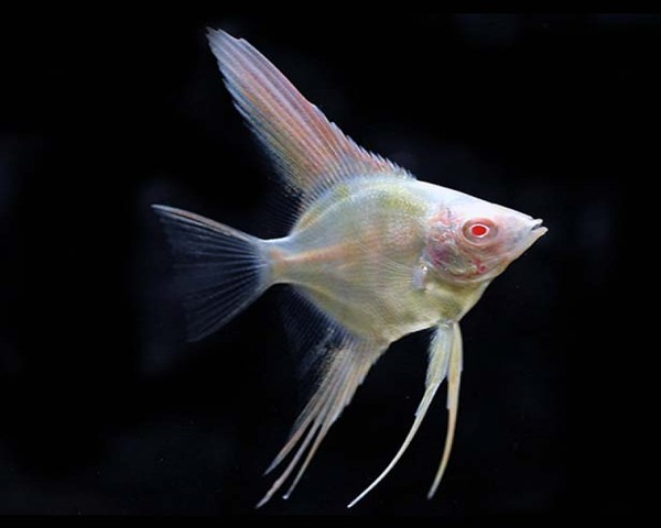 Angel Red Eyed
