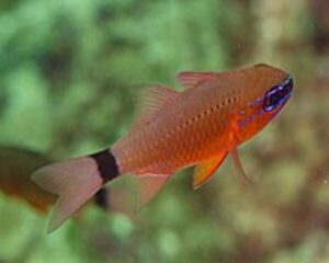 Apogeon (SPHAERAMIA)