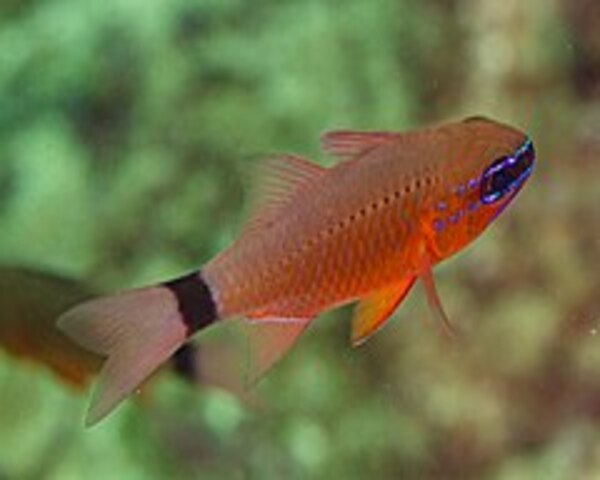 APOGEON-1.jpg Apogeon (SPHAERAMIA)