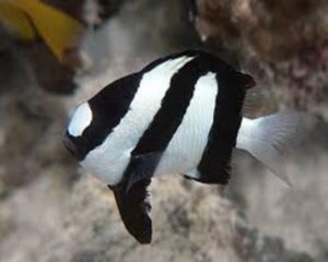 Aruanus Damsel (DASCYLLUS ARUANUS)