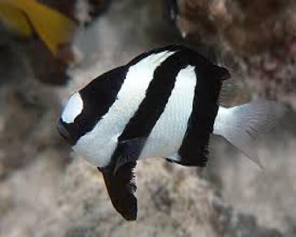 ARUANUS-DAMSEL-1.jpg Aruanus Damsel (DASCYLLUS ARUANUS)