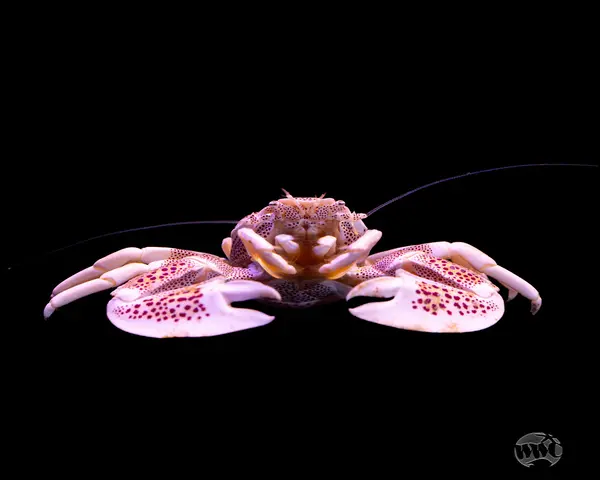 Anemond-Crab-1.webp Anemond Crab (NEOPETROLISTHES MACULATUS)