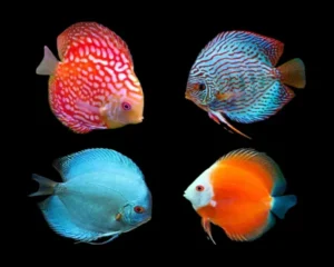 Assoted Discus