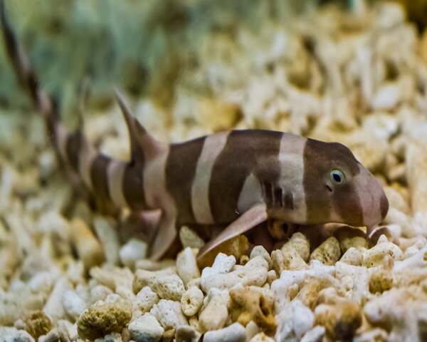 Bambo Sand Shark (CHIOSCYLLIUM PLAGIOSUM)