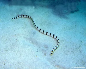 Banded Snake Eel (MYRICHTHYS COLUBRINUS)