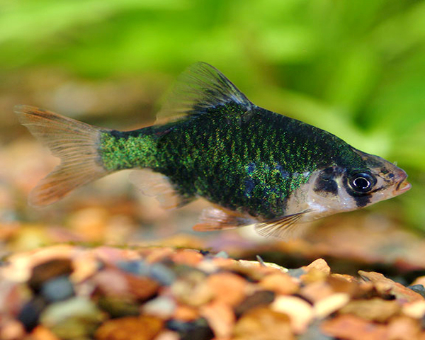 Barb Green Tiger