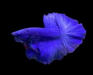 Betta Blue