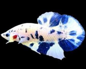 Betta Blue Spot