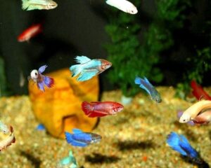 Betta Female Assorted