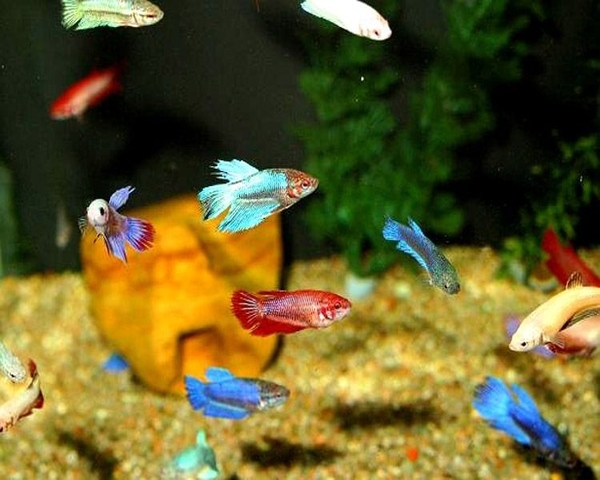 Betta Female Assorted