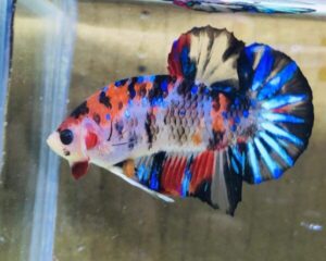 Betta Galaxy