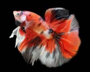 Betta Koi