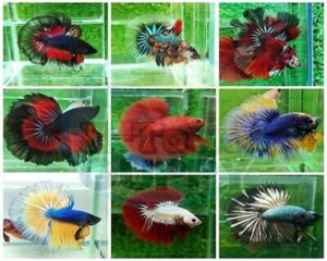 Betta Male Regular