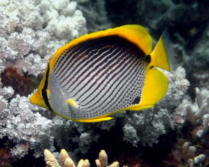 Black Pack (CHAETODON MELANOTUS)