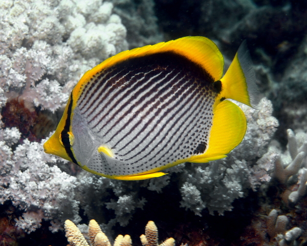 BLACK-BACK-BUTTERFLY-1.jpg Black Pack (CHAETODON MELANOTUS)