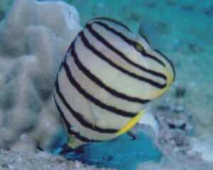 Black Band Butterfly (CHAETODON OCTOFASCIATUS)