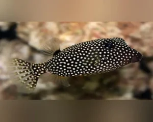 Black Box Fish (OSTRACION LENTIGINOSUS)