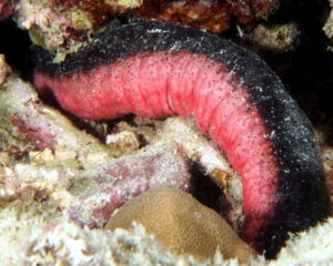 Black Cucumber (VARRIUS SP)