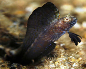 Black Dorsal Blenny (PARAPERCCIS BIVITTATA)