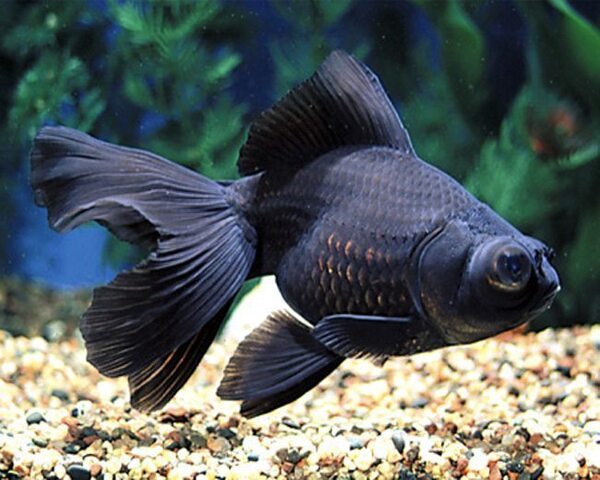 Black Moor Gold Fish