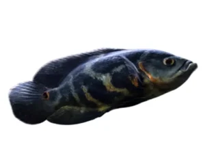 Black Oscar