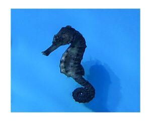 Black Sea Horse (HIPPOCAMPUS KUDA)