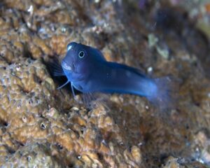 Blue Blenny (ECSENIUS SP; BLUE)