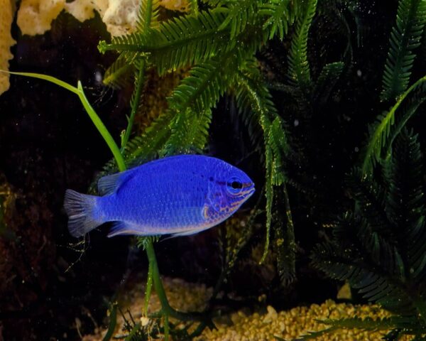 BLUE-DAMSEL-1.jpg Blue Damsel (POMACENTRUS CAERULEUS)