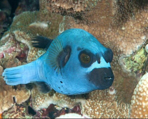 BLUE DOG FISH Blue Dog Fish (ATOTHRON MEMEAGRIS)