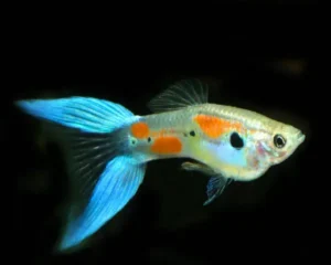 Blue Layertail Guppy (Male)