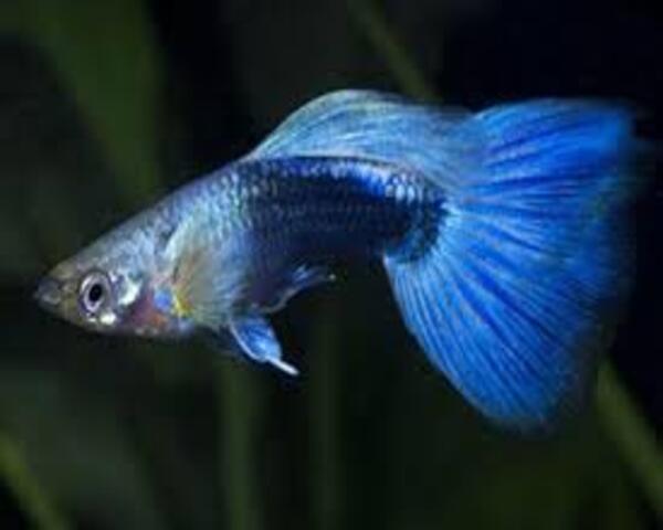 Blue Neon Guppy (MALE)