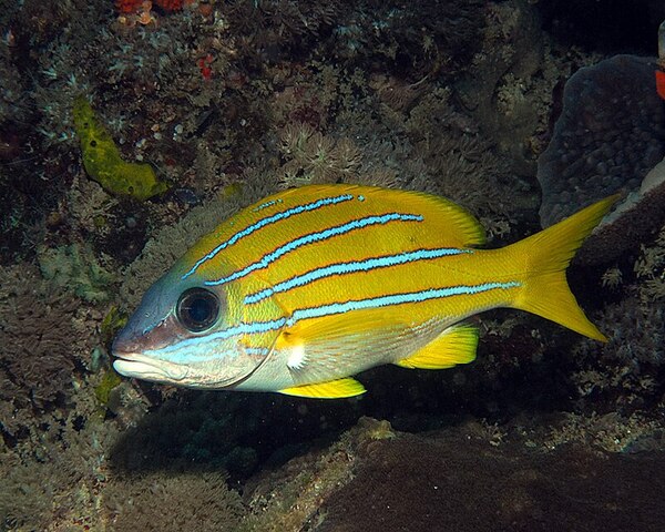 BLUE-STRIPE-SNAPPER-1.jpg Blue Stripe Snapper (LUTJANUS KASMIRA)