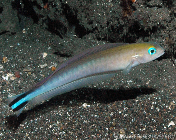 BLUETAIL-GOBY-1.jpg Bluetail Goby (MALACANTHUS BREVIROSTRIS)