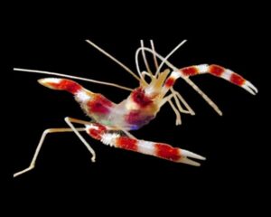 Boxing Shrimps (STENOPUS HISPIDUS)