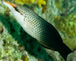 Brown Bird Wrasse (GOMPHOSUS VARIUS)