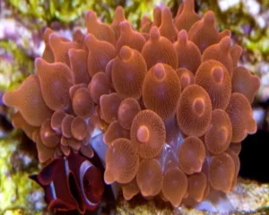 Bulb Anemone (RADIANTHUS MALU)