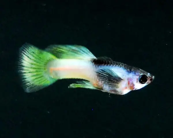 BUMBLE-BEE-GUPPY-MALE-1.webp Bumble Bee Guppy (Male)