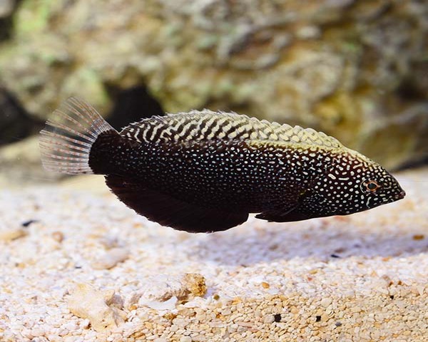 Black Leopard Wrasse (1) Black Leopard Wrasse (MACROPHARYNGODON NEGROSENSIS)