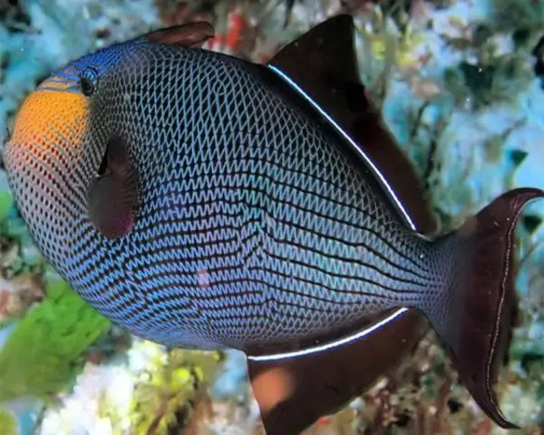 Black Trigger/ Veredisal (ABALISTES STELLATUS)