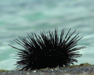 Black Urchin (ECHLONOMETRA SP)
