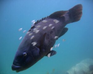 Blue Grouper (EPINEPHELUS FLAVOCAERULEUS)