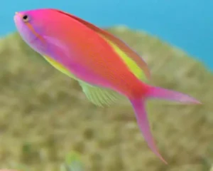 Carberryi (NEMANTHIAS CARBERRYI)