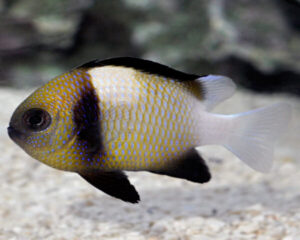 Carneus Damsel (DASCYLLUS CARNEUS)