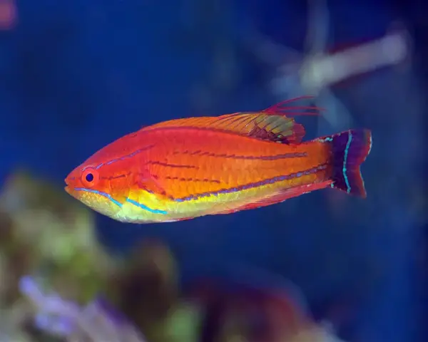 CARPENTERS-WRASSE-1.webp Carpenters Wrasse (PARACHEILINUS FILAMENTOSUS)