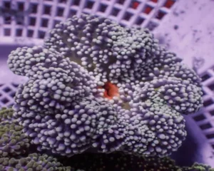 Carprt Anemone (STICHODACTYLA HADDONI)